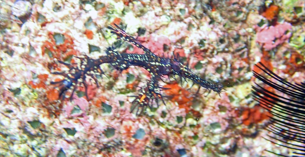 ブラック・ニシキフウライウオ