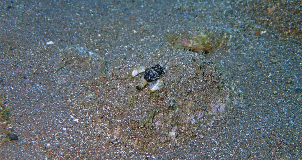 ウミテング幼魚