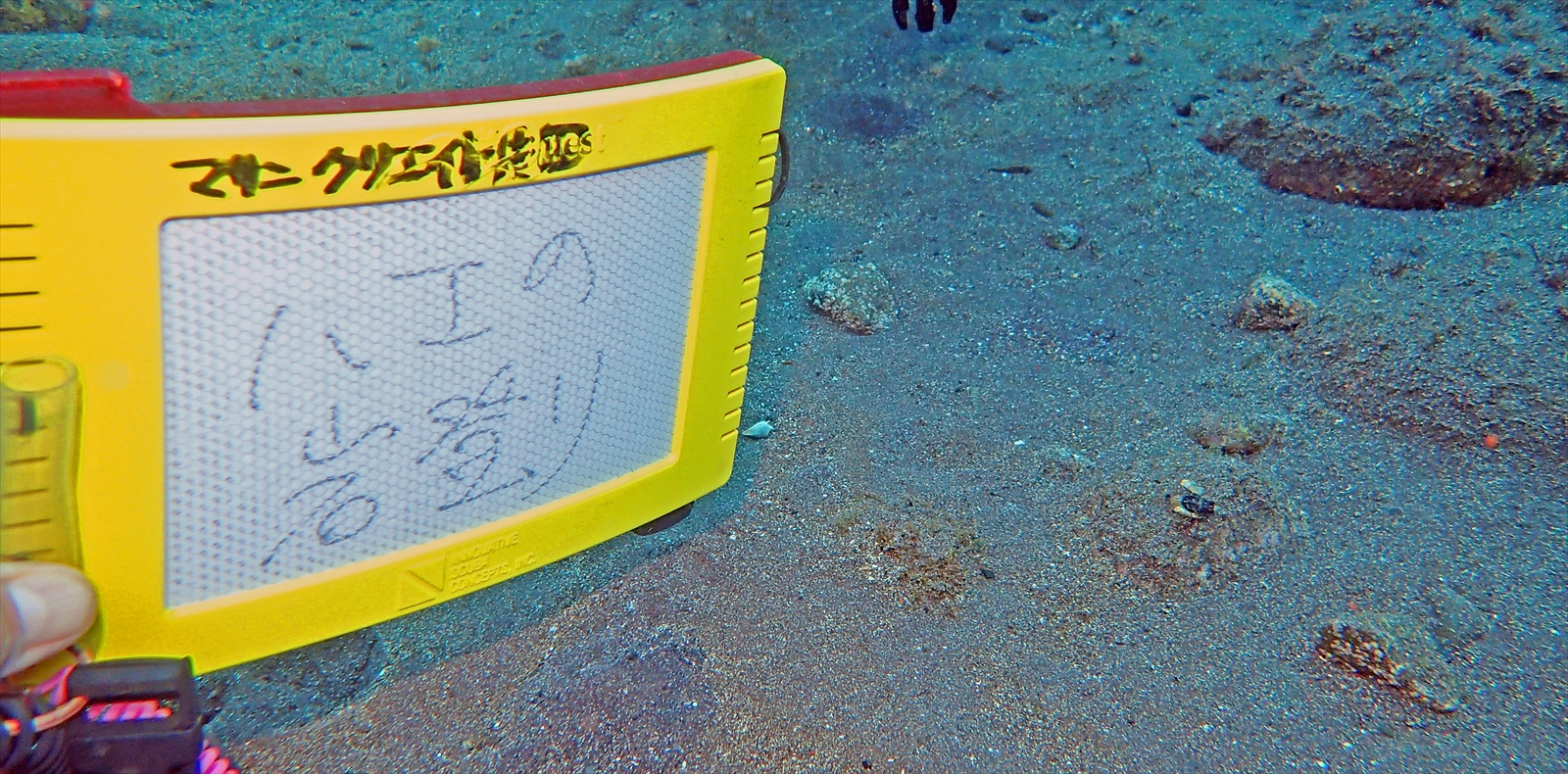 ウミテング幼魚