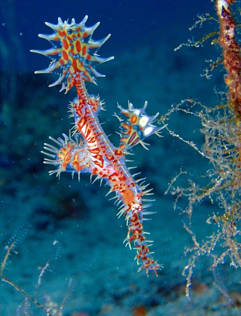 ニシキフウライウオ