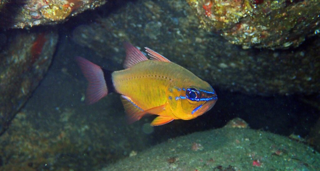 アオスジテンジクダイ