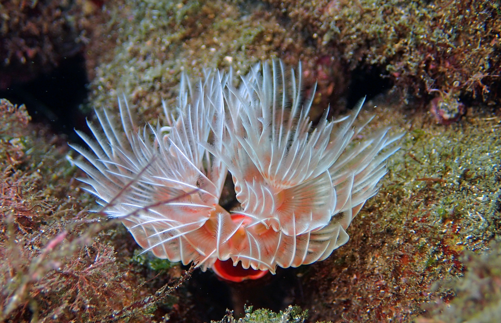 オオナガレカンザシ