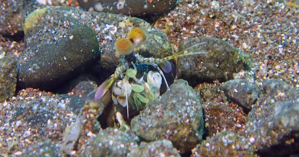 マルハナシャコ