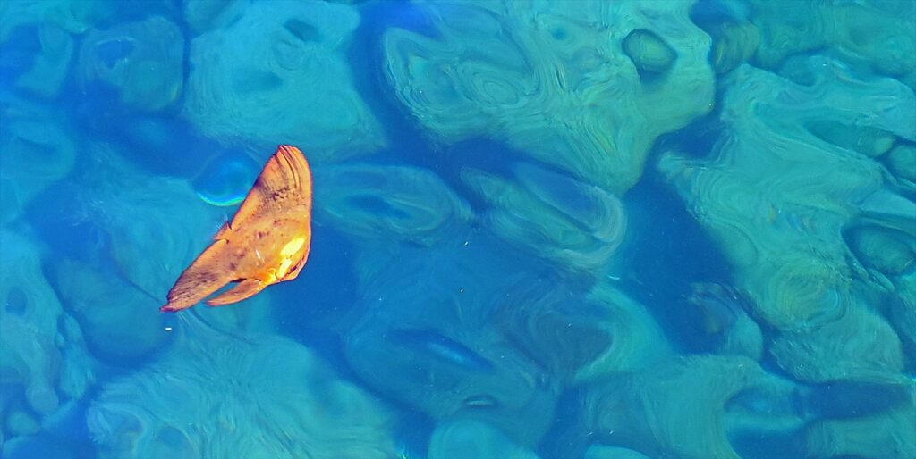 ナンヨウツバメウオ幼魚