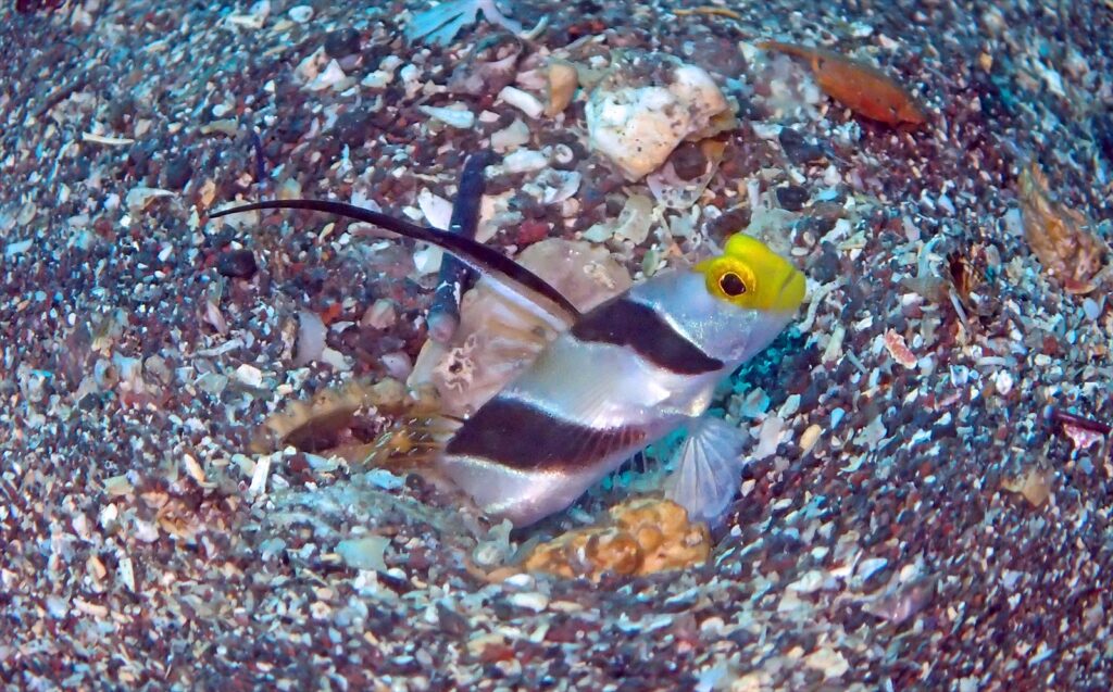 ヒレナガネジリンボウ