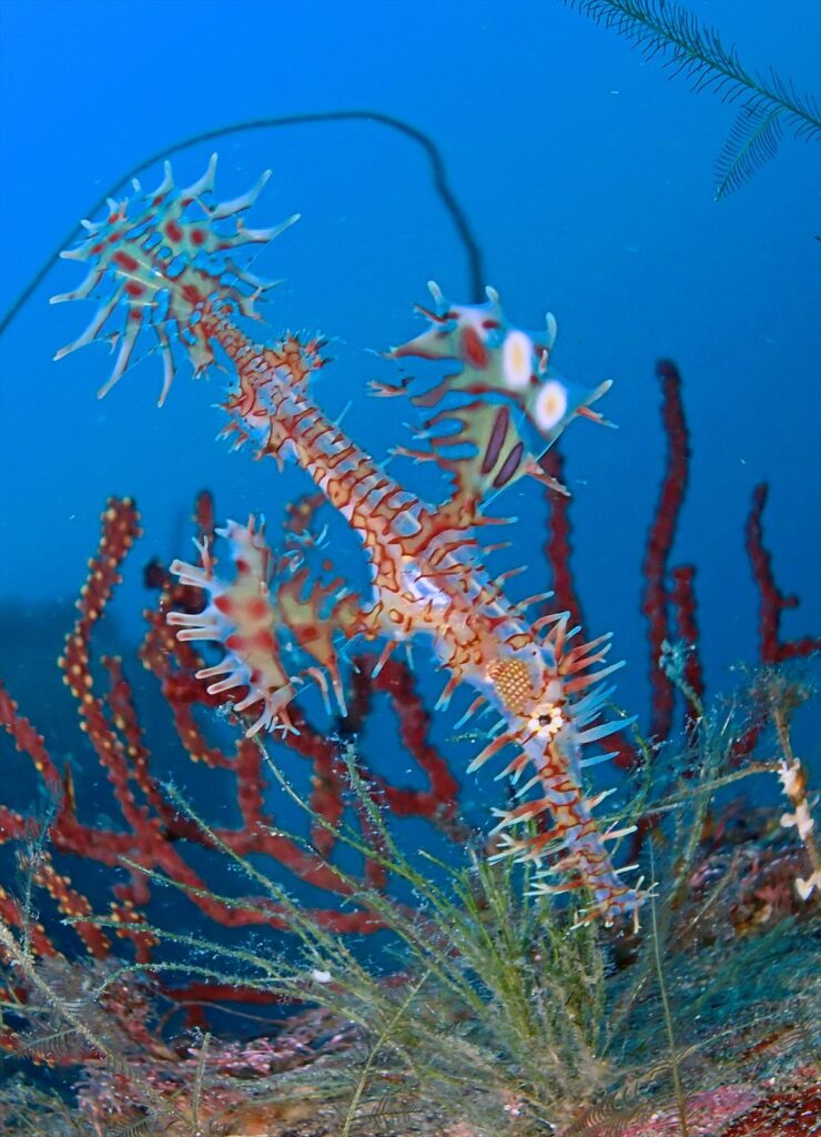 ニシキフウライウオ