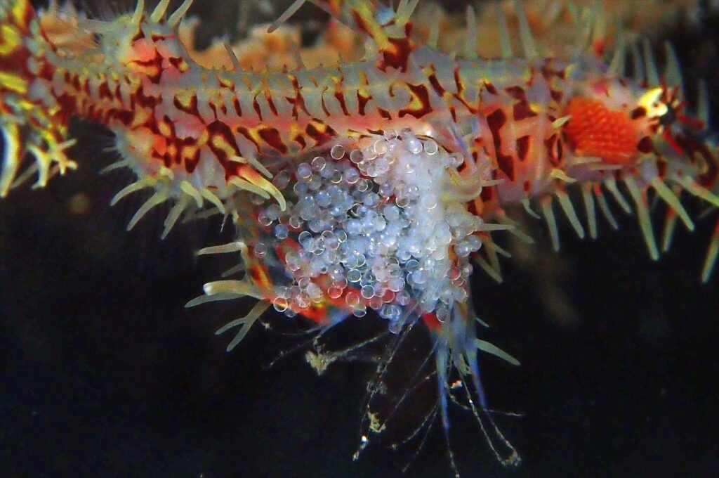 ニシキフウライウオ放卵