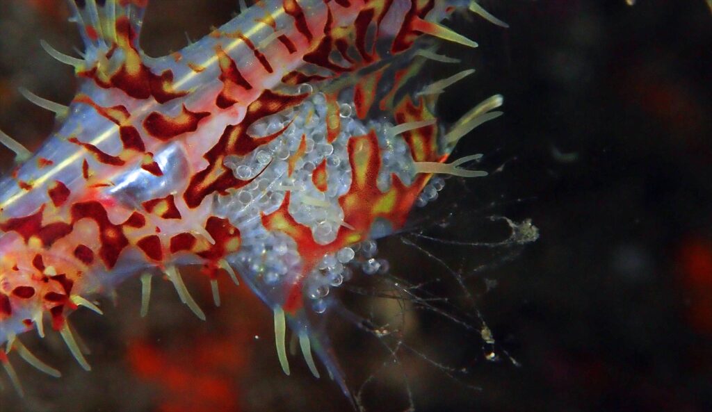 ニシキフウライウオ放卵