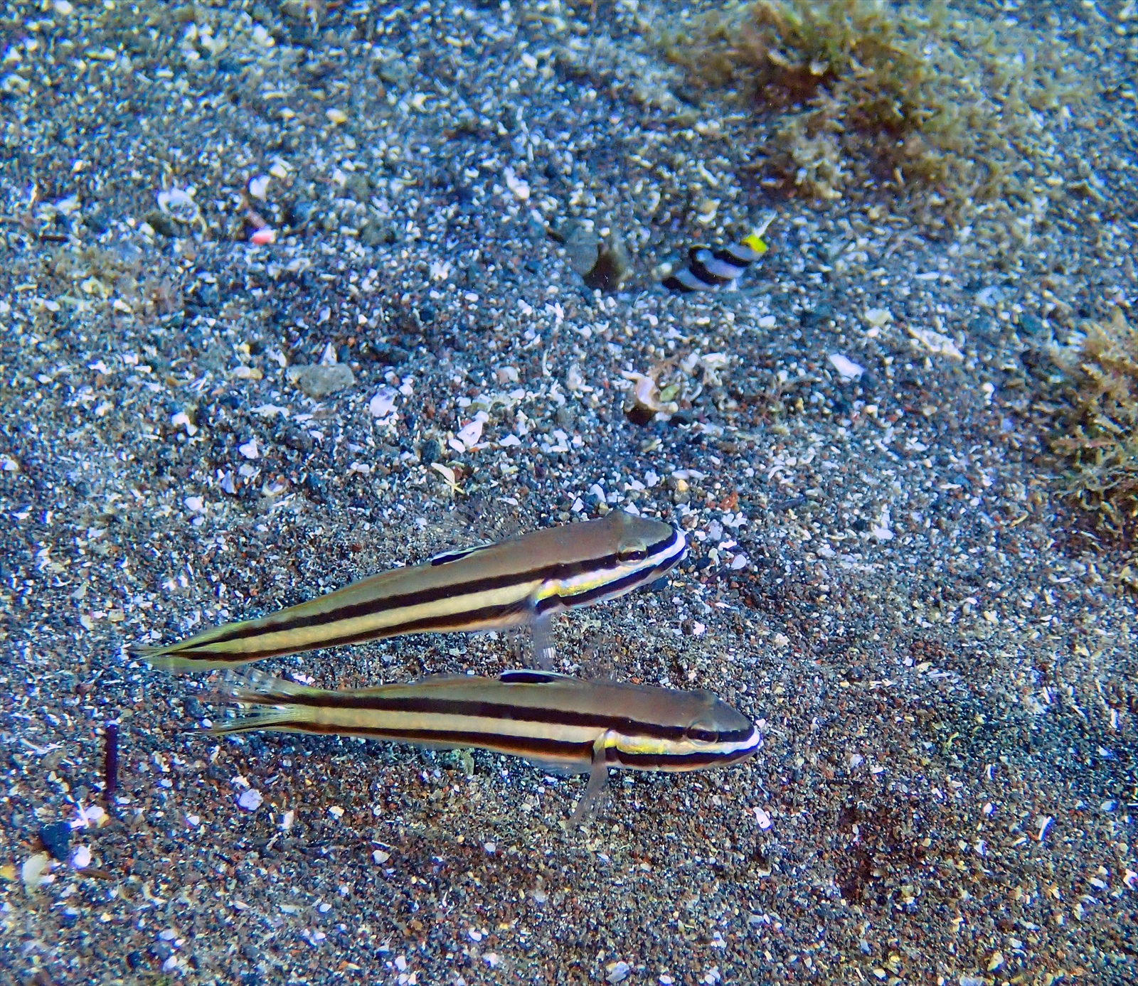 クロイトハゼ＆ネジリンボウ