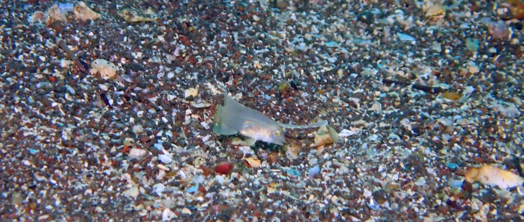 ホシテンス幼魚