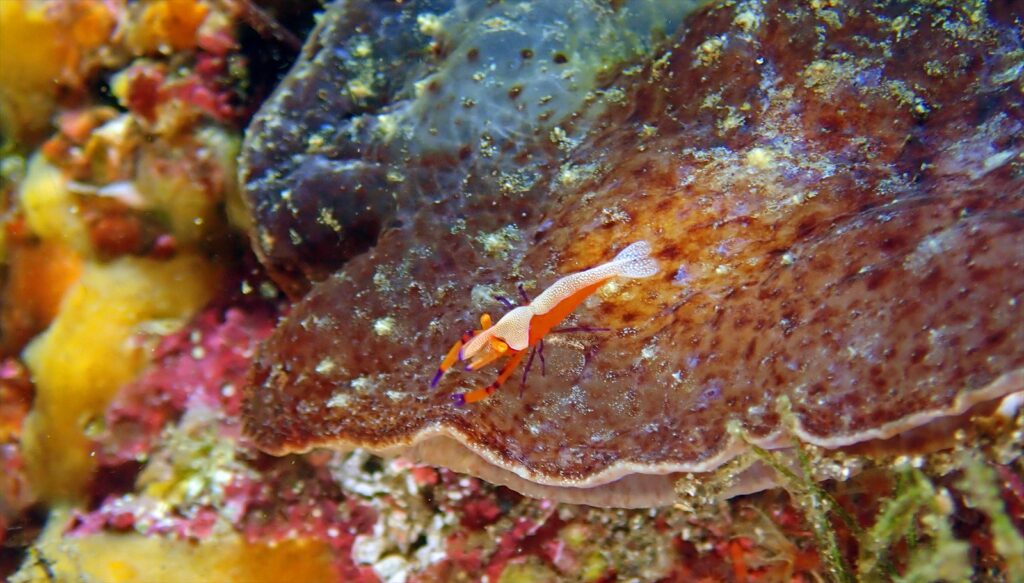 ウミウシカクレエビ