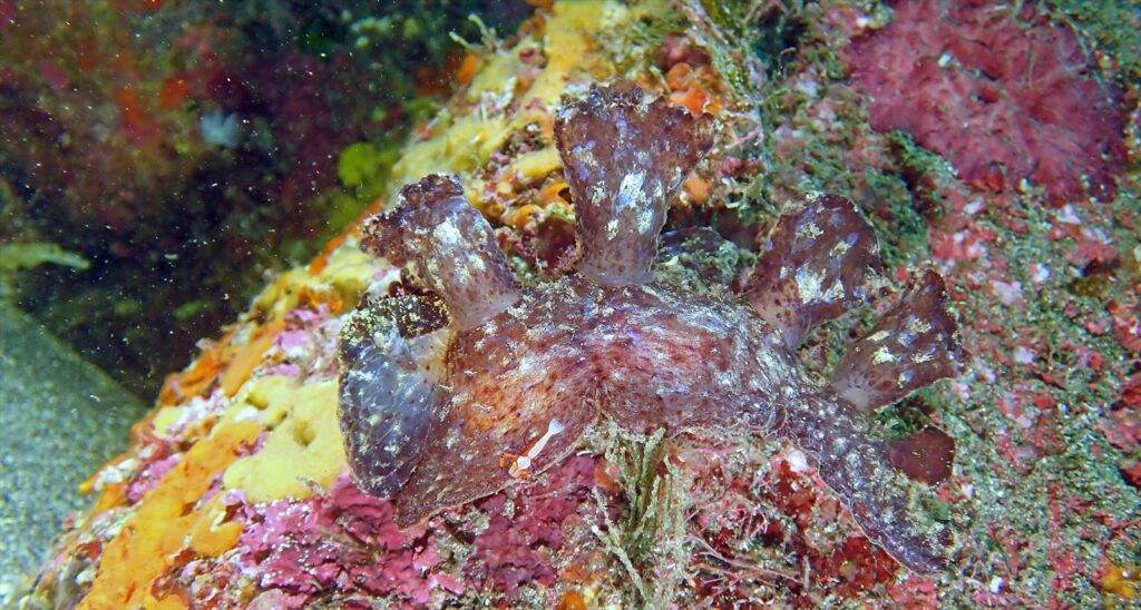 メリベウミウシ