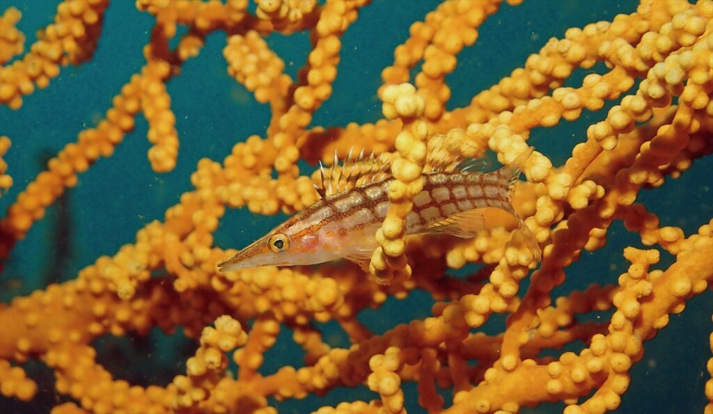 クダゴンベ幼魚