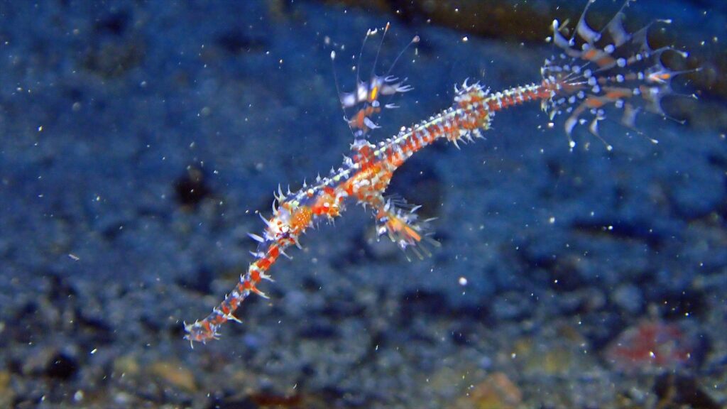 ニシキフウライウオ幼体