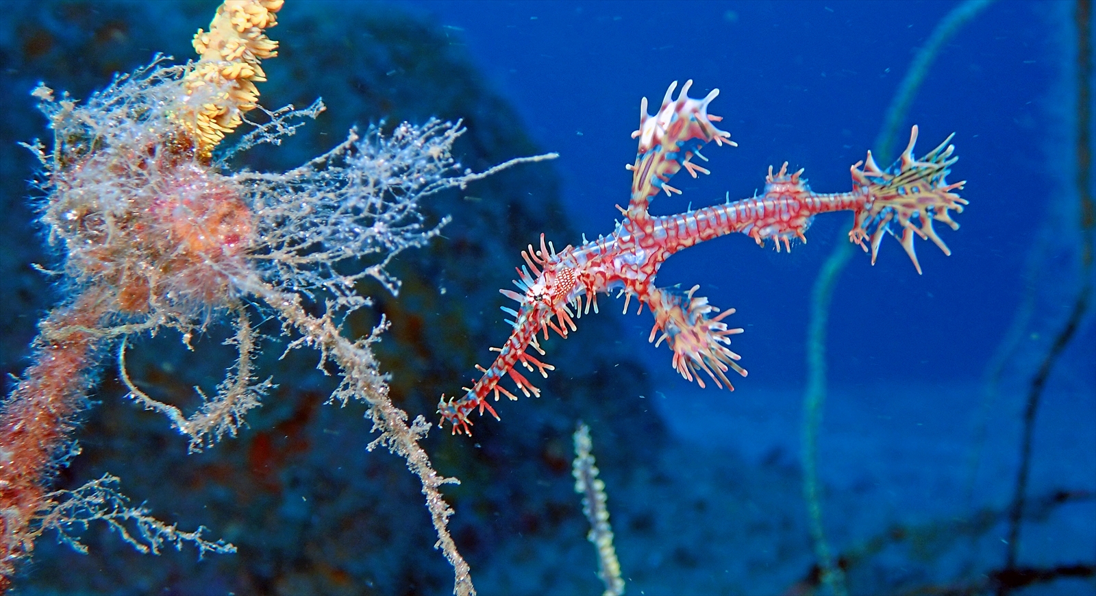 ニシキフウライウオ