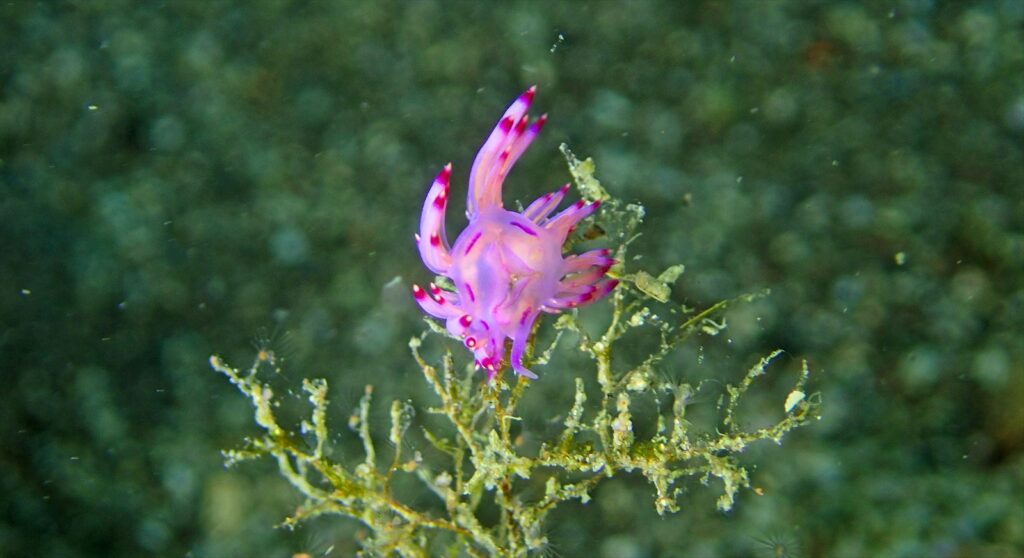 セスジミノウミウシ