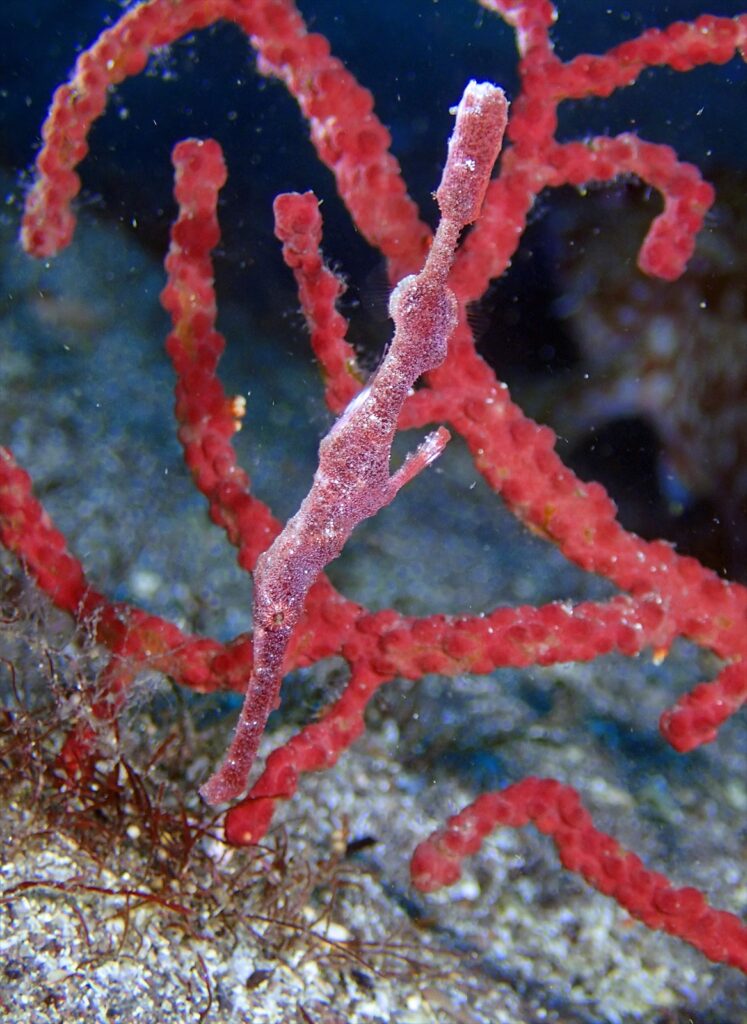 デッドリーフ・ゴーストパイプフィッシュ