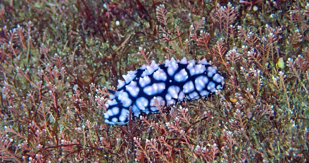 コイボウミウシ