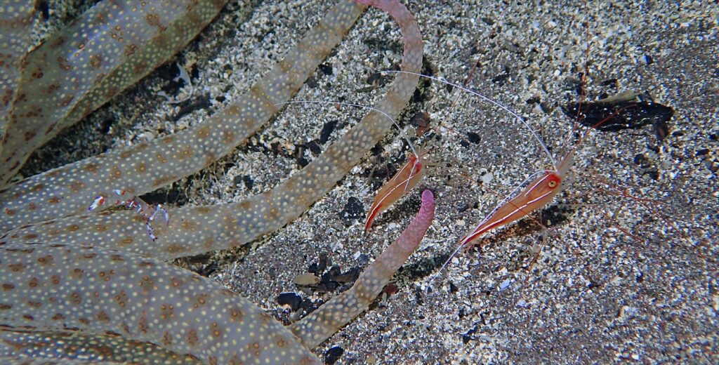 ハクセンファミリー