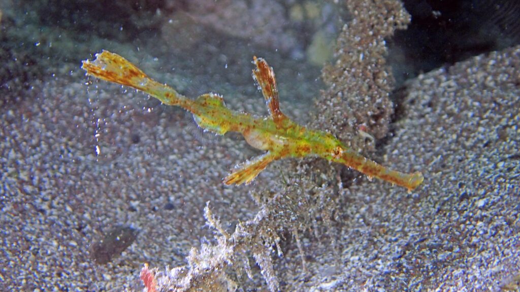 ホソフウライウオ