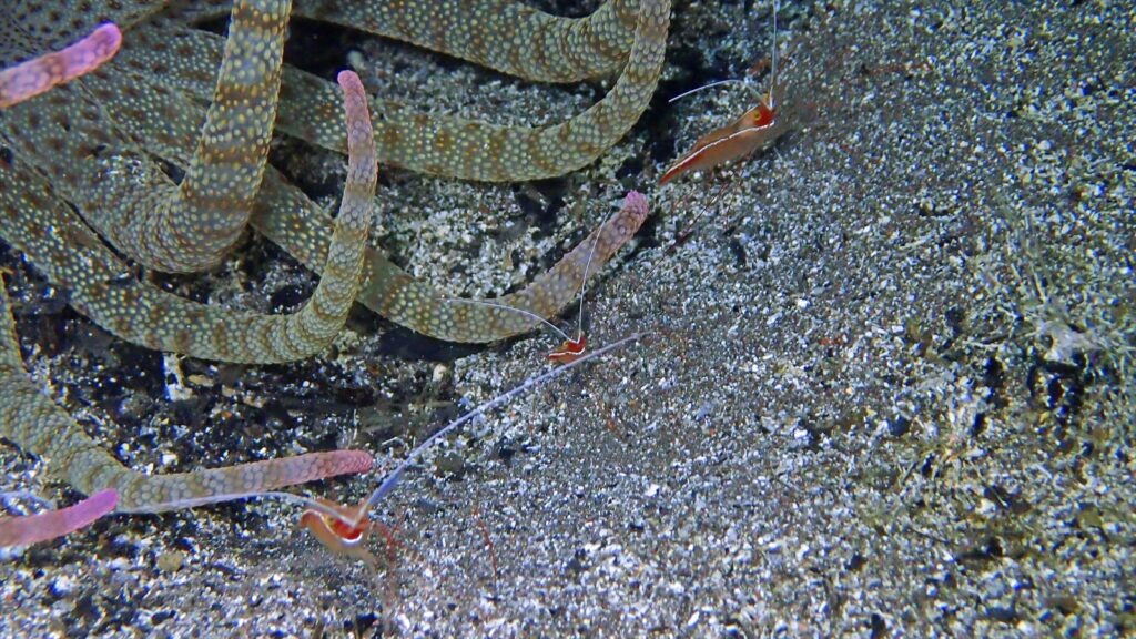 ハクセンエビ ファミリー