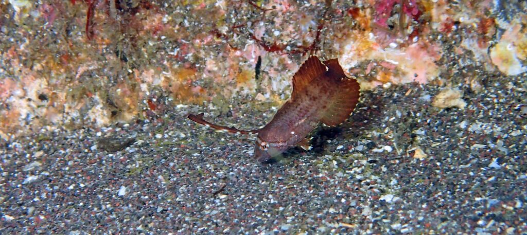 ホシテンス幼魚