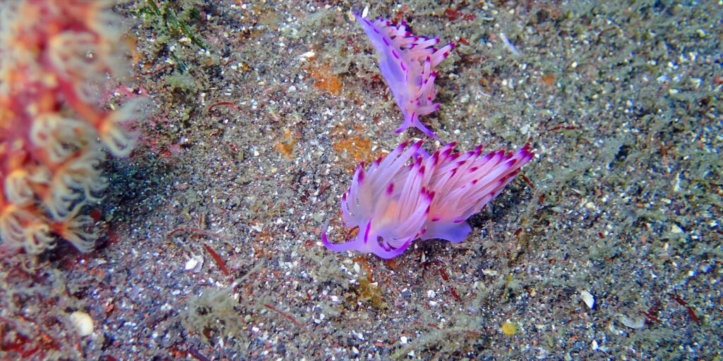 セスジミノウミウシ