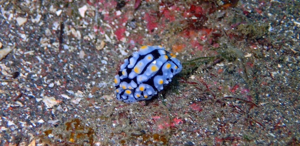 タマゴイロウミウシ