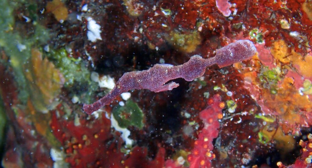 デッドリーフゴーストパイプフィッシュ