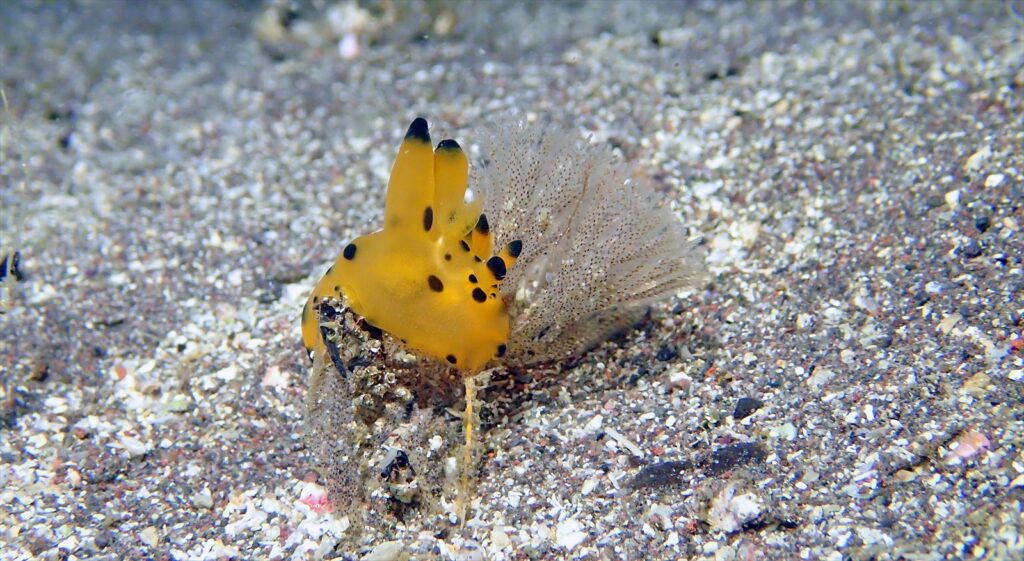 カンナツノザヤウミウシ