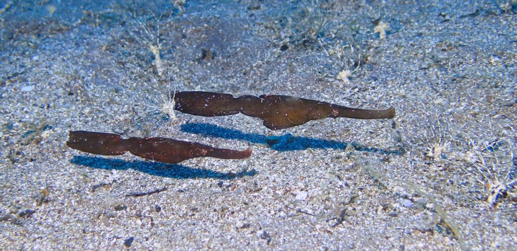 カミソリウオ　ペア