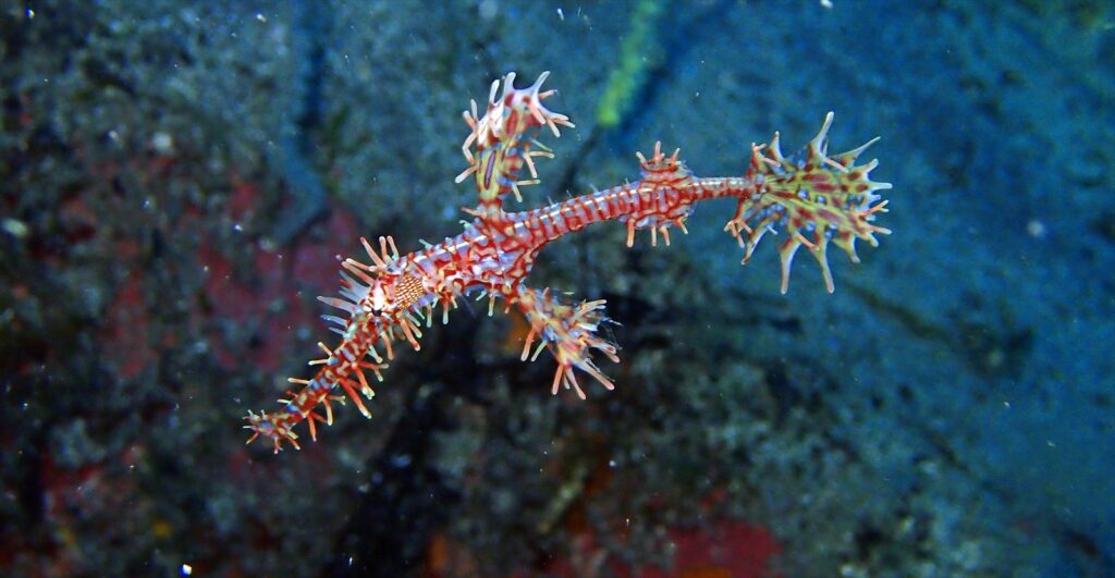 ニシキフウライウオ