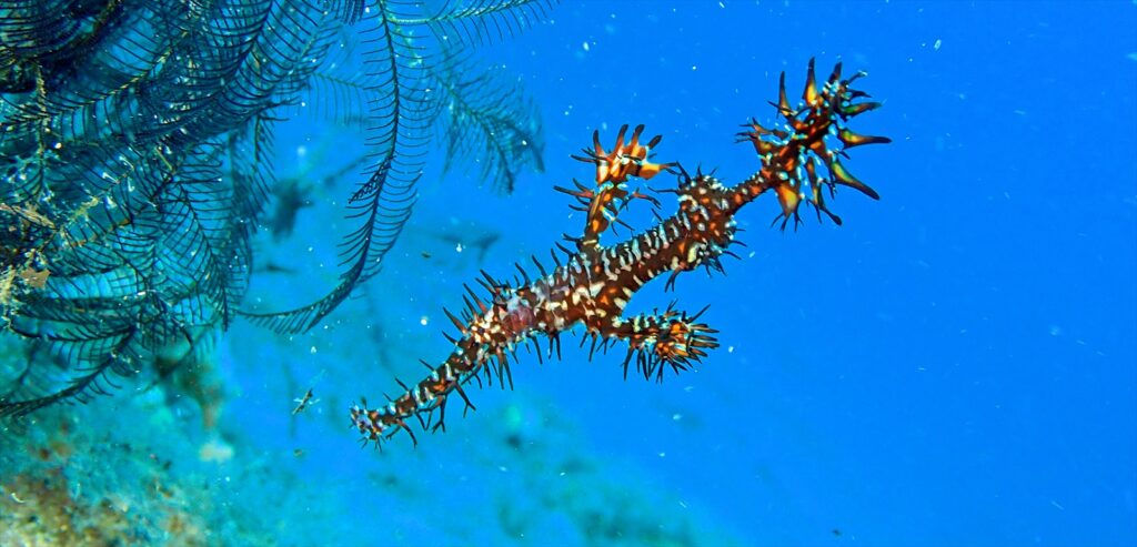 ブラック・ニシキフウライウオ