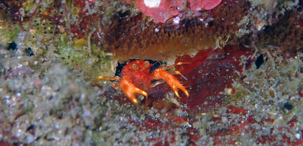 アナモリチュウコシオリエビ