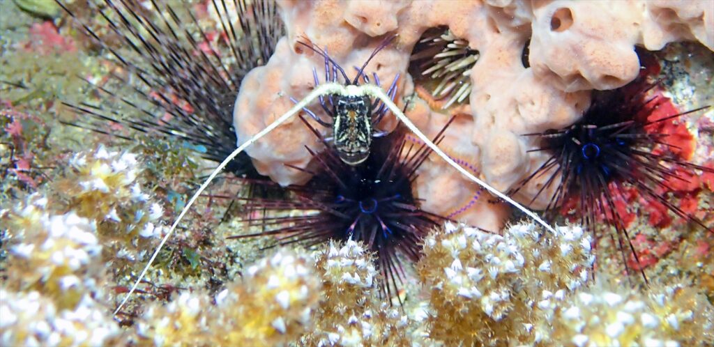 ゴシキエビ幼体