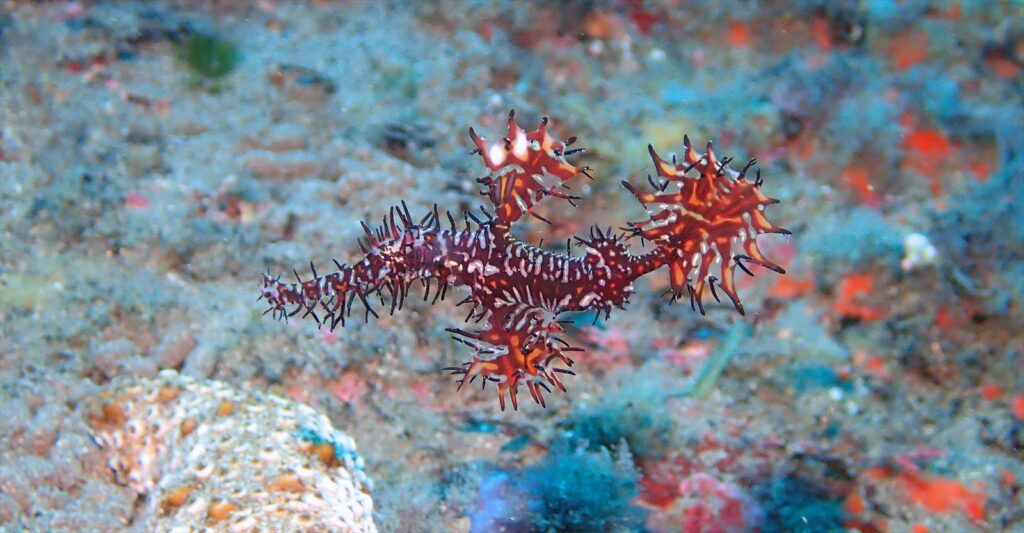 ブラック・ニシキフウライウオ