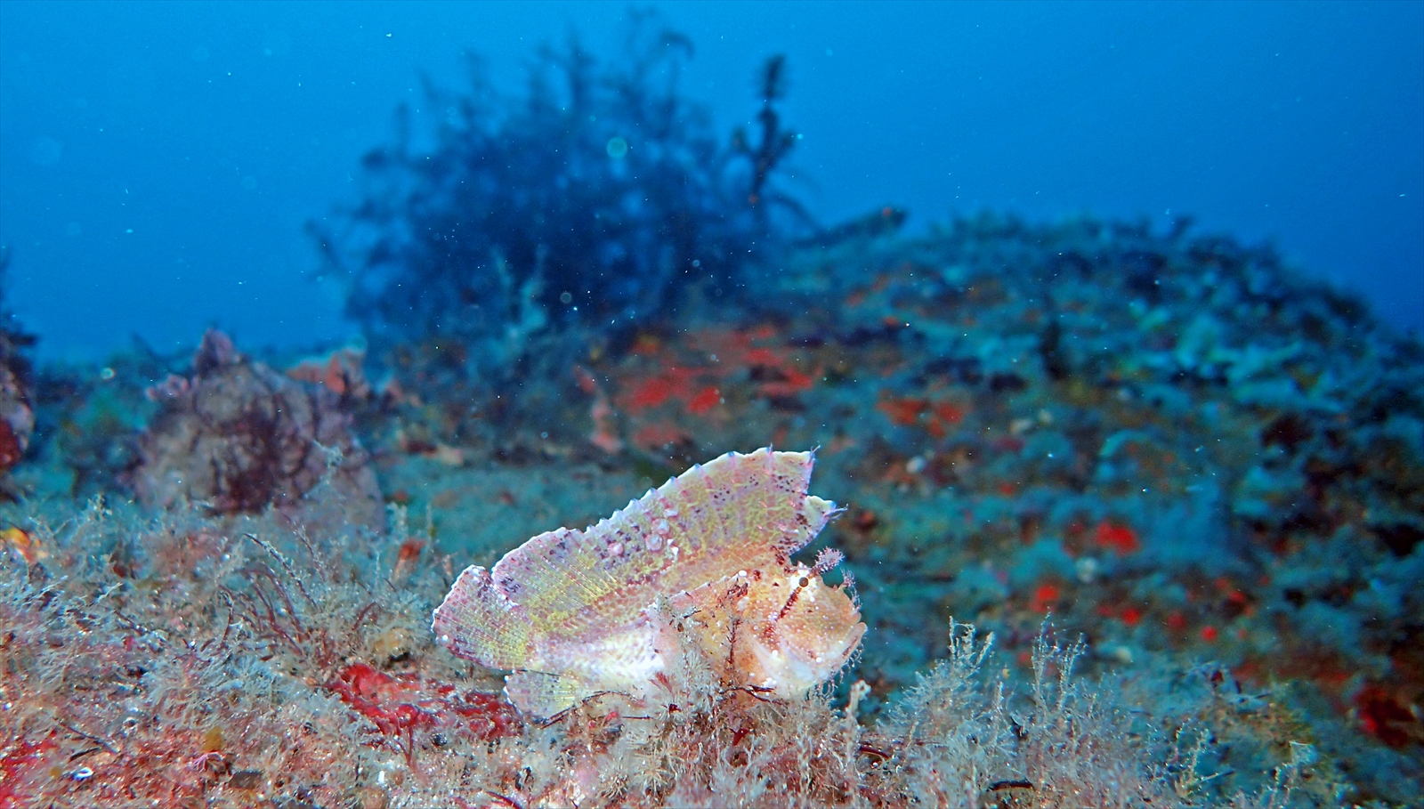 ハダカハオコゼ