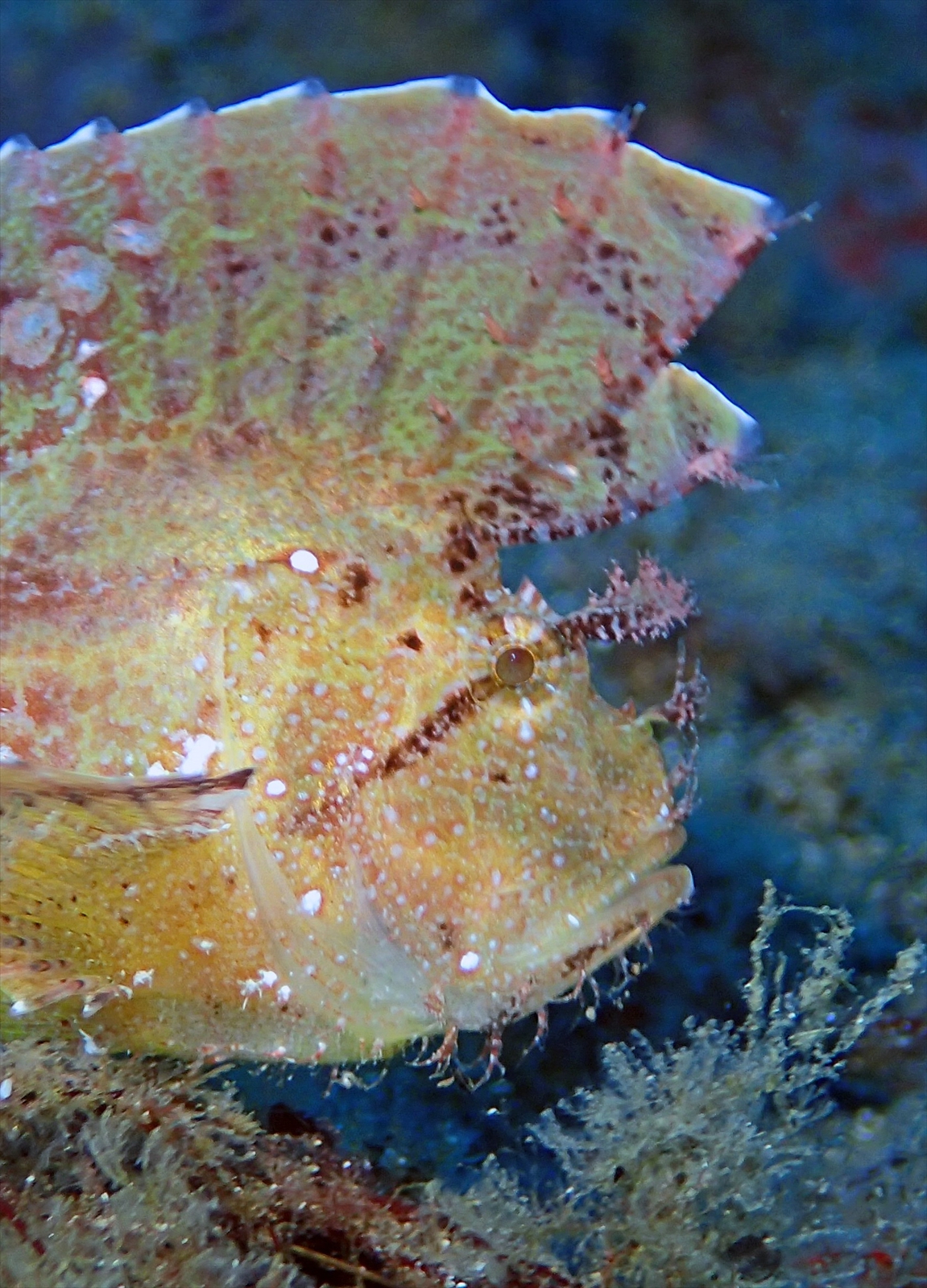 ハダカハオコゼ