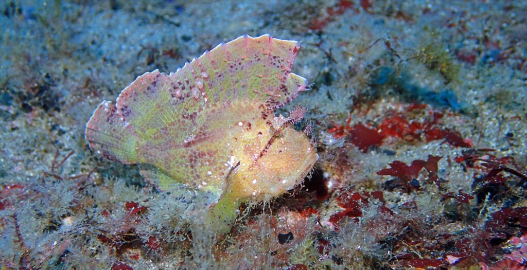 ハダカハオコゼ