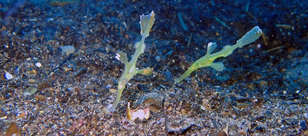 ホソフウライウオ ペア