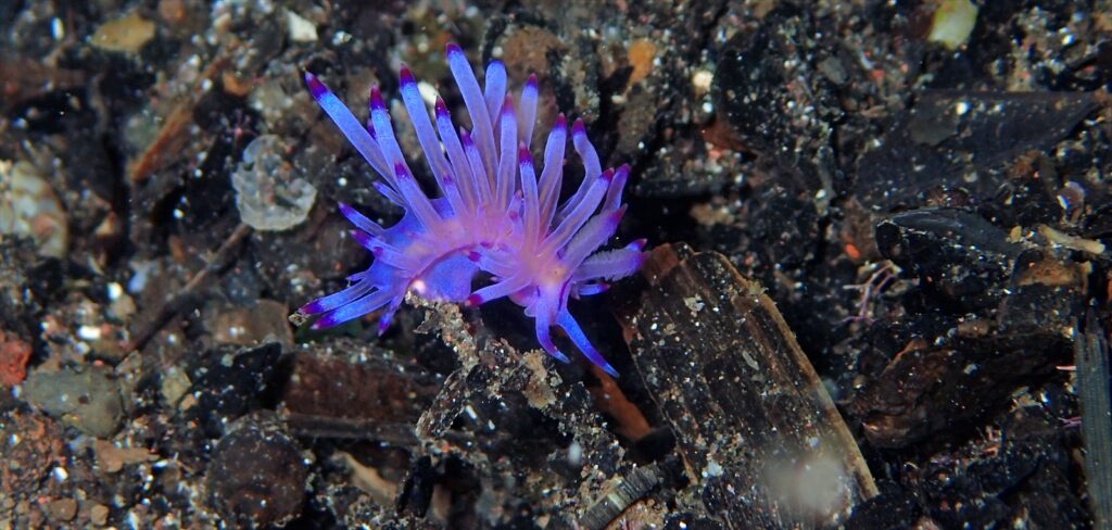 セスジミノウミウシ