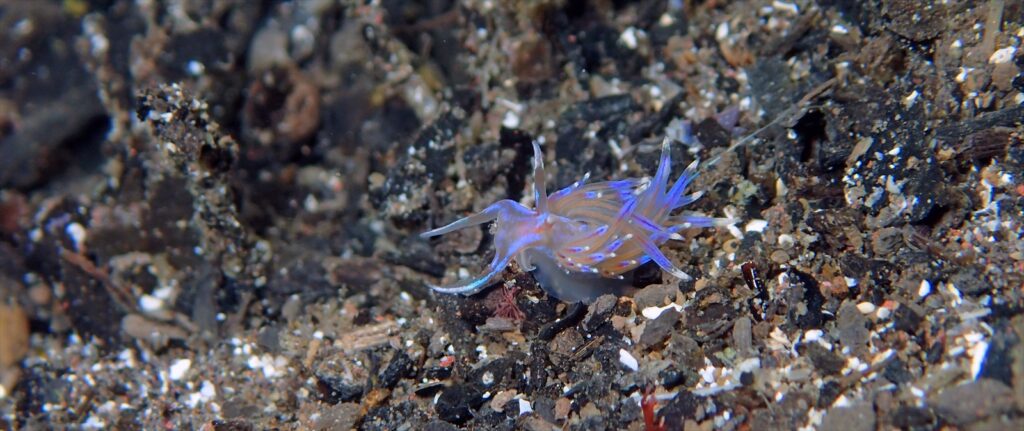 オパールミノウミウシ