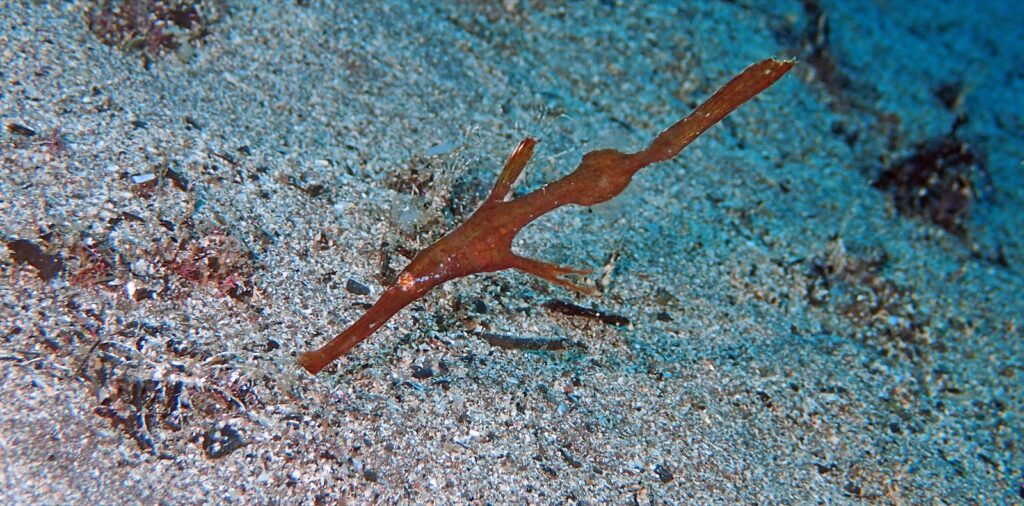 ホソフウライウオ