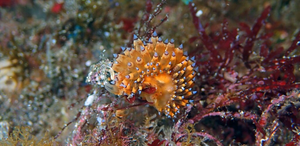 トゲトゲウミウシ