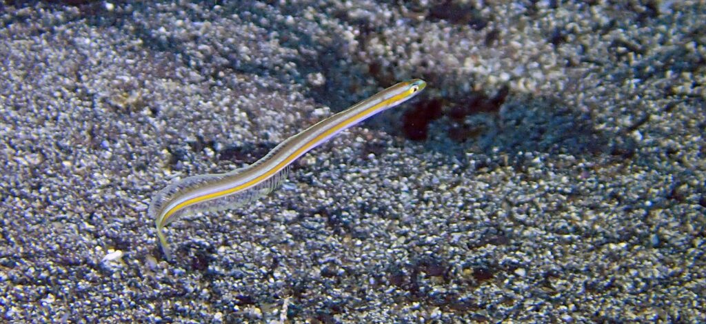 ダイダイオオメワラスボ