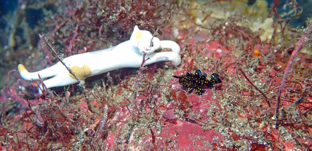 黒クマドリカエル