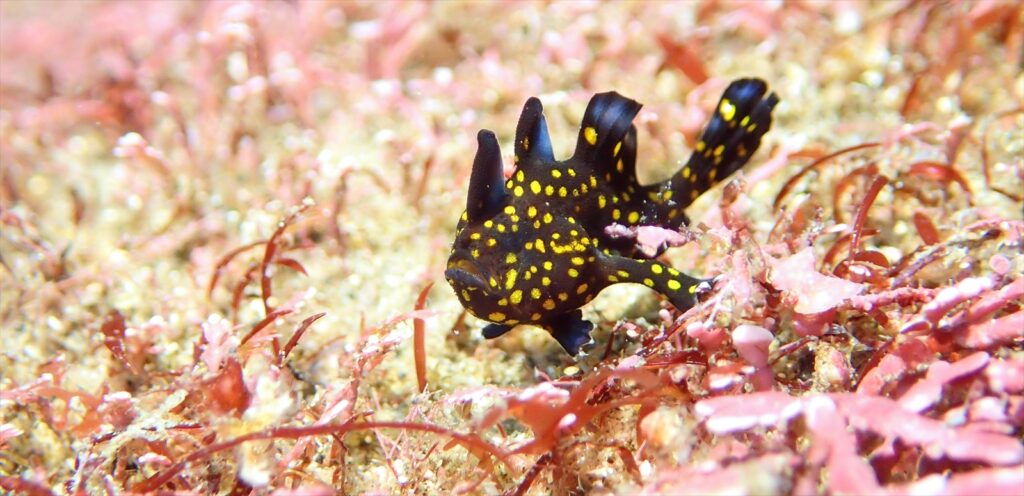 黒クマドリカエル