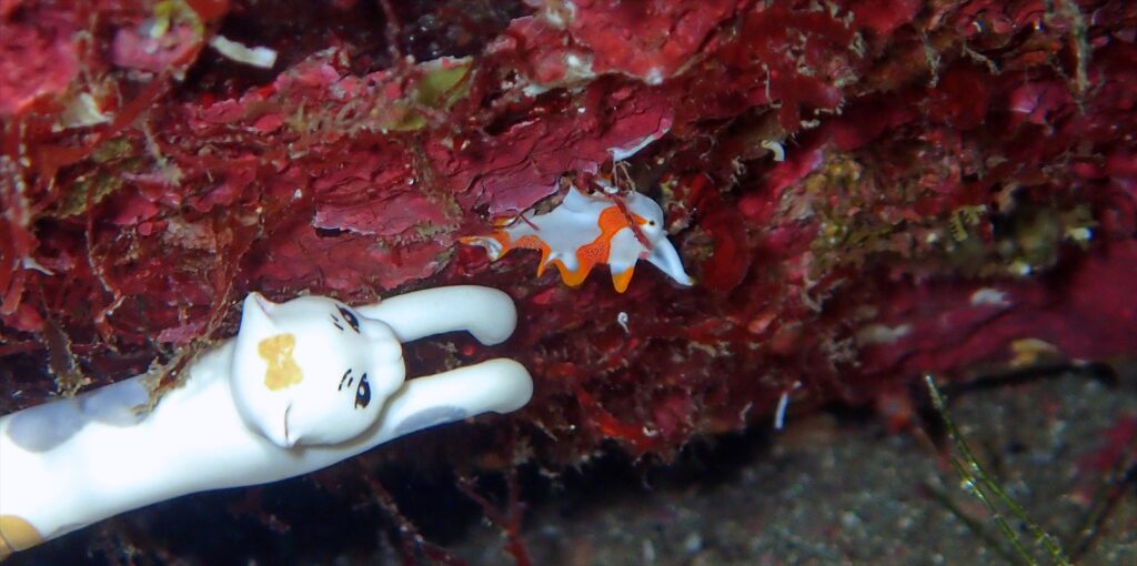 紅白クマドリカエル