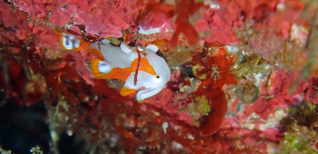 紅白クマドリカエル