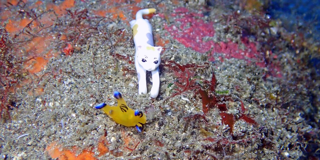 ウデフリツノザヤウミウシ